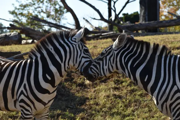 Casino Hot Line Supporto